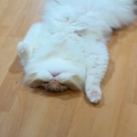 ヘソ天でお休み中の猫→飼い主さんがバンザイの体勢にしようといじっていると…可愛すぎる光景に「最高ｗｗ」「破壊力最強」と笑顔になる人続出