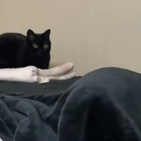 『毛布の中に隠れている猫』→飼い主さんが触ってみると…微笑ましいやり取りの光景が和むと132万再生「可愛すぎ」「ストレス吹っ飛んだ」