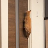 ドアを開ける猫の対策にストッパーをつけてみたら…想像以上の光景が凄すぎると2616万再生「執念がすごいｗ」「応援したくなる」