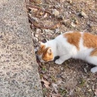 『捨てられて土を食べていた猫』が保護された結果…家で見せた姿に涙が止まらないと83万再生「本当に切ない」「よく頑張ったね」