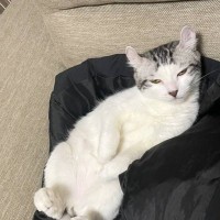 『目が開ききらない猫』が心配になり病院へ連れて行った結果…予想外すぎる『衝撃の診断結果』に16万いいね「吹いてしまった」「初めて見た」