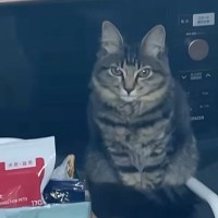 ごはんが入っているワゴンの上に乗っていた猫→『お腹空いたアピール』が可愛すぎると46万再生「すごい！お話してる」「なんて可愛さ」