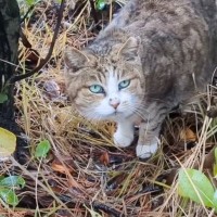 『13年間も外でがんばってきた老猫』が保護された結果…温かい布団の上で見せた姿が泣けると43万再生「本当にありがとう」「幸せになって」