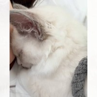 お迎えして『3日目の子猫』が…信じられないほどに『甘えん坊な姿』が羨ましすぎると159万再生「ため息出るほど可愛い」「いいなぁ」