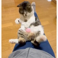 『もう乳児にしか見えない』膝の上でボール遊びをしていた猫→まさかの『可愛すぎる瞬間』が83万再生「母性本能が」「ずっと見てしまう」