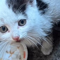 職場の近くで『カラスに狙われていた子猫』が保護されて、２日後…まさかの"心温まる光景"が８万再生「運命の出会い」「涙がでてきました」