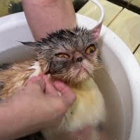 『保護されたアトピー持ちの猫』をシャンプーしたら、お湯の色が…思わず感動の『劇的なビフォーアフター』が489万再生「凄すぎる」と絶賛