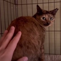 『保護した当初は狂暴でさわれなかった猫』が、現在……思わず感動の『泣ける瞬間』が8万再生「表情が変わった」「愛情の賜物だね」