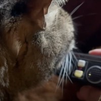 骨折したパパのために『ねこのゴロゴロ音』を録音してあげてみたら…微笑ましい反応に「絶対内心ニヤニヤしてるｗ」「素敵な家族」と５万再生