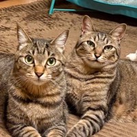 『1365万表示』同じキジトラなのに…2匹の猫の『顔』を見てみると→全然違ったタイプの見た目に「凛々しい系と可愛い系」「どっちも好き」