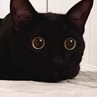 『ぺたんと体を伏せている黒猫』を見てみると…衝撃の『可愛すぎるフォルム』が96万表示「ふわふわ」「まんまるお目目カワイイ」の声