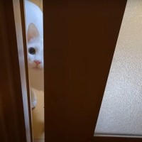 『犬派だった一家』が庭に現れた白猫を家族に迎えた結果…予想以上に『みんなをメロメロにしてしまう姿』が17万再生「幸せしかないｗ」「素敵」