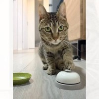ベルを使っておやつを要求する猫に『イタズラ』をしてみたら…『まさかの反応』に悶絶の声！「可愛すぎる…」「思わず笑った」と37万再生