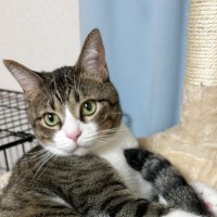 新しくキャットタワーを設置したら→５分後、猫が……まさかの姿が面白すぎると48万表示「お顔がたまらん」「中々いいじゃんって感じｗ」