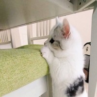 『よじ登ることを覚えた子猫』→椅子の上に行こうと一生懸命な姿が尊すぎると87万表示「想像以上によじ登ってて可愛い」「たまらん」