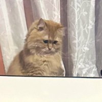 『呼ばれてないんですが…』庭でBBQをしていたら、家の中から猫が…まさかの"表情"が115万表示「しょぼんｗ」「食べたいにゃ～」