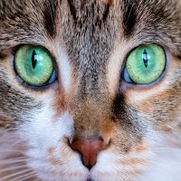 猫の目の病気『チェリーアイ』を知っていますか？原因や症状、対処法を解説