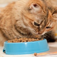 猫の『食べるスピード』が変わったらトラブルサイン？考えられる6つの原因