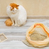 猫の『ウンチがくさくなる』のは異常？考えられる4つの原因　ニオイを減らすことはできる？