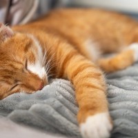 実は恐ろしい『猫のフィラリア症』気づかないうちに突然死することも…症状や予防法を解説