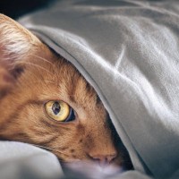 猫の見える色、見えない色は？『視覚』にまつわる3つの話