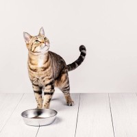 食欲旺盛な愛猫、実はトラブルサイン？猫の『危険な過食』5つの原因