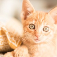 子猫の添い寝、留守番、マタタビ…『デビュー』はいつ？4つの項目を解説