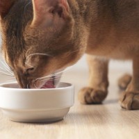 猫の体調不良を招く『消化に悪いもの』5選　消化不良を起こした際の症状も紹介