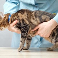 猫の『健康状態』がわかる！元気な猫の特徴を5つの体の部位ごとに解説