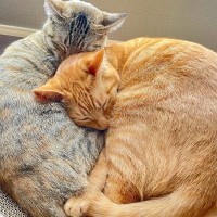 猫の姿が『例えられがちなもの』6選　香箱やアンモナイトだけじゃない！