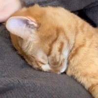 ママのお腹に『赤ちゃんがいると気付いたかもしれない猫』がまさかの行動に…「音が聴こえてるんだよね」「なんて素敵…」と26万再生の反響