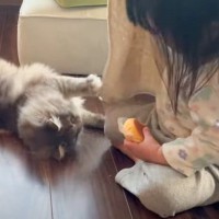 女の子がパンを食べようとしたら、猫が…朝から3歳児と『争奪戦を繰り広げる様子』に癒される人続出「平和でほっこりした」「かわいいね」