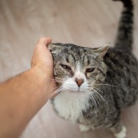 シニア猫向けの『サービス・施設』4選　老猫ホームやデイケア…介護をサポートしてくれる強い味方