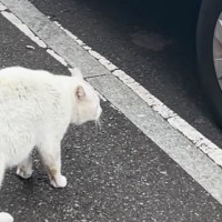 『韓国で出会った野良猫』を見ていたら…予想外の登場とクセ強すぎる『まさかの鳴き声』が237万再生「なんなんだおんめ〜」「なかなかうめ〜」