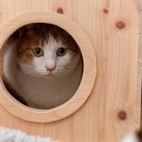 猫と生きていくうえでの『いい距離感』とは？猫にもパーソナルスペースが必要なワケ