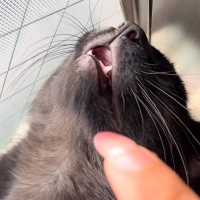 『口を開けながら眠る猫』に触ろうとした結果…あまりにも予想外な『まさかの瞬間』が49万再生「えええええ！」「タイミング良すぎｗ」の声