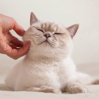 『猫との相性がバツグンな人』の特徴3つ　猫様に愛される人になりたい方は参考に！