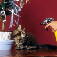 猫のしつけに役立つ『霧吹き』正しい使い方のポイント3つ　“ダメ！”を口でいうより上手に教える方法