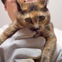 爪切りをしようとしたらブチぎれていた『最恐の保護猫』が、おとなしくなった方法とは？…驚きの光景が７万再生「グッときた」「すごい」の声