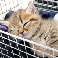 『なかなか鳴き止まない子猫』→様子を見に行ってみたら…まさかの愛おしすぎる姿が28万再生「全力で可愛い」「ボク出来たよぉ～って」