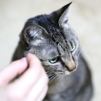 猫がそっと『目をそらす』ときの気持ち3選　居心地の悪い思いをしているかも？