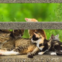 世の中から『捨て猫・野良猫』が減らない3つの理由　改善のために、私達には何ができる？