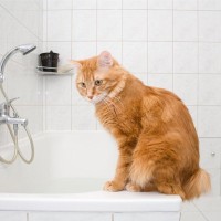 猫はなぜ『お風呂場をのぞきたがる』？考えられる4つの心理　風呂場では気をつけるべき点も