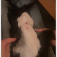 飼い主さんが猫の顔を見ようとすると…悶絶注意な『何がなんでも前足で隠し通す姿』が221万再生「スッピンなの撮らないで」「ニヤニヤした」