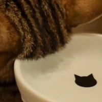 『水を飲んでいる猫かと思ったら……』あまりにも想定外な『まさかの姿』が63万再生「どういう状況ｗｗ」「何回みても笑う」と爆笑する人続出