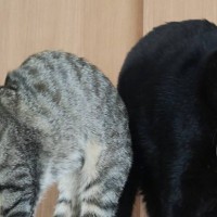 『Ｗぼにゃーる』同じポーズで並ぶ2匹の猫→『奇跡の１枚』が凄すぎると78万表示「スゴイ！決定的瞬間」「芸術点高い」と絶賛の声