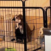 猫がサークルの中に入っていったら、『興奮した子犬たち』が…あまりにも笑撃的な『まさかの光景』が130万再生「もみくちゃｗ」「大変だｗ」