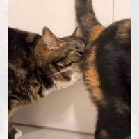 トイレ直後の同居猫のお尻を嗅いだ猫が…『100点満点の反応』が面白すぎると72万再生「じっくり嗅ぐなｗ」「だいぶガッツリいってて草」