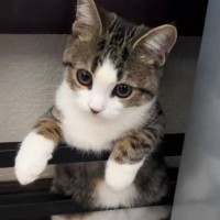 お腹が挟まって『動けなくなってしまった子猫』…助けを求める様子に「絶対野生で生きていけない」「マジで反則級の可愛さ」と99万再生