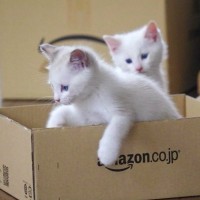 『完全な白猫だった』のに…成長したら？→あまりにも別猫な『衝撃のビフォーアフター』に驚愕の声続出「えっ！差が凄すぎる」「全く違う」